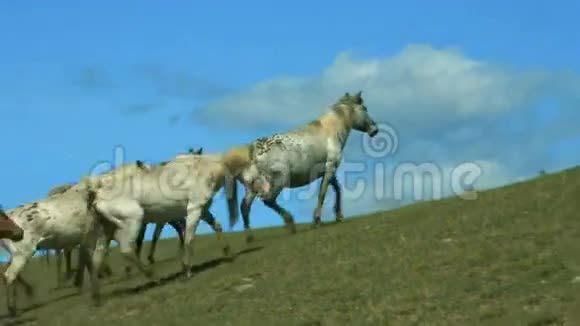 野马在山上奔跑视频的预览图