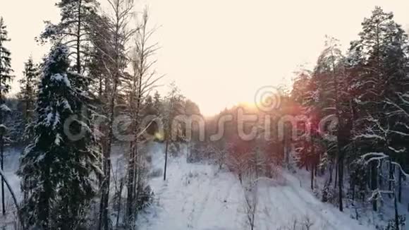 冬季森林的空中飞行在白雪皑皑的森林中飞翔太阳落山白雪皑皑视频的预览图