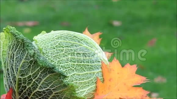 野菜在秋叶上旋转视频的预览图