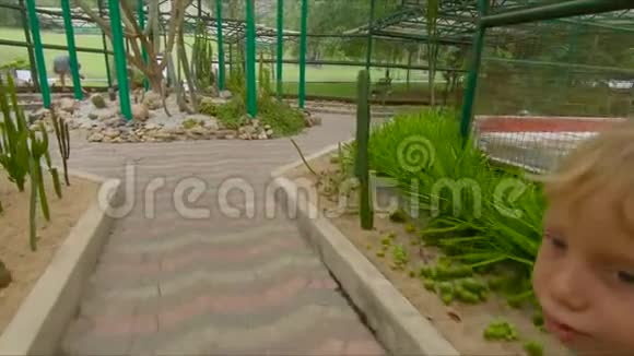 马来西亚彭南植物园内的仙人掌科人群视频的预览图