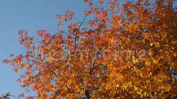 秋天的红叶在树上视频的预览图