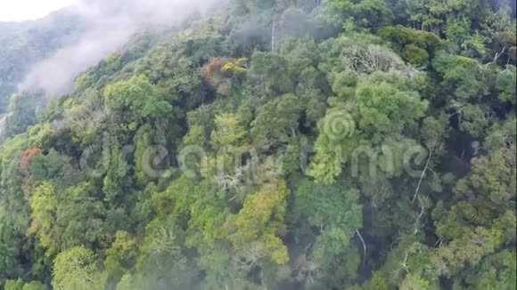 薄雾般的热带雨林空中景色从云层中飞过视频的预览图