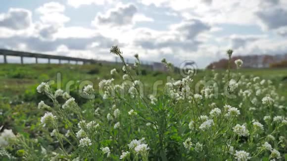 草地和鲜花生长在汽车的道路交通附近蜜蜂在高速公路旁授粉视频的预览图