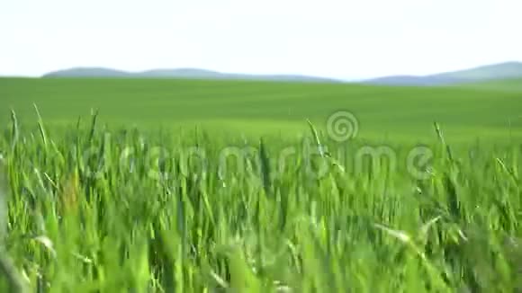 绿草如茵的田野视频的预览图