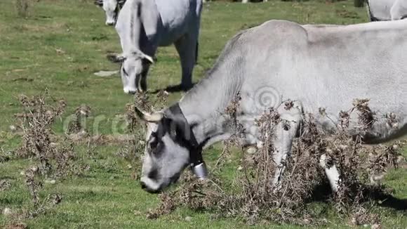 在法国比利牛斯岛放牧的加斯康奶牛视频的预览图