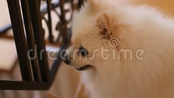小蓬松快乐可爱的狗视频的预览图
