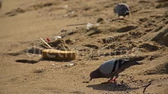 鸽子在沙滩上捡拾海洋废弃物视频的预览图