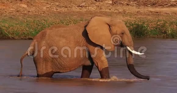 非洲象非洲象肯尼亚桑布鲁公园里的River成人饮用水视频的预览图