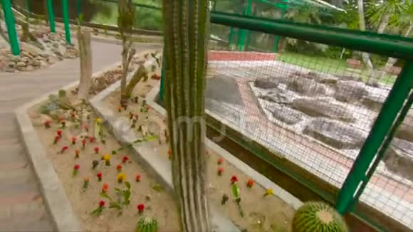 马来西亚彭南植物园内的仙人掌科人群视频的预览图
