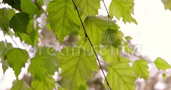 新鲜的绿色幼桦树叶子背光的镜头飞机视频的预览图
