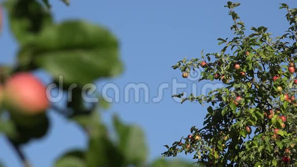红苹果生长在绿叶间的树枝上映衬着蓝天改变焦点4K视频的预览图