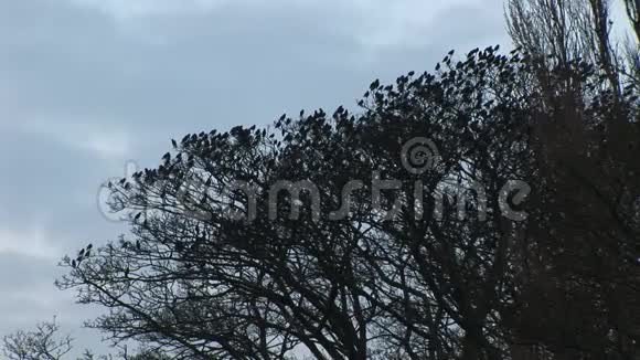 一大群雏鸟从树上飞得很快视频的预览图