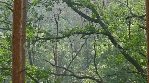 森林中的弯曲树慢动作视频视频的预览图