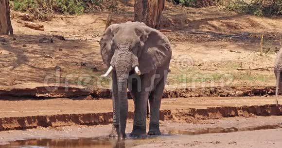 非洲象非洲象肯尼亚桑布鲁公园里的River成人饮酒视频的预览图