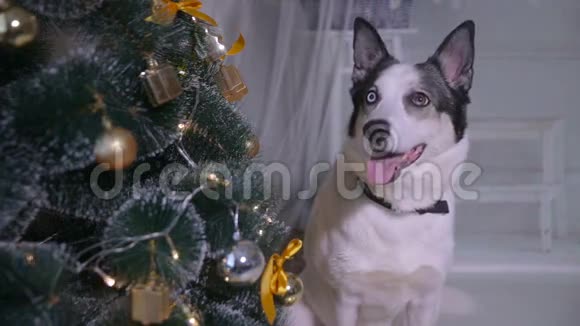 狗在圣诞装饰的内部宠物躺在客厅的圣诞树附近视频的预览图