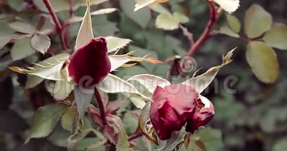 秋天花园里的两个玫瑰花蕾盛开的季节结束了但玫瑰花正试图绽放视频的预览图