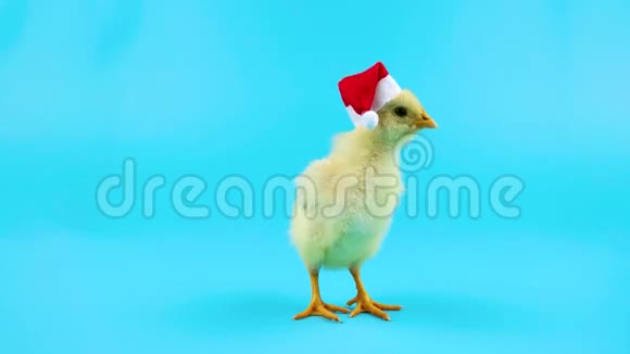 年轻的公鸡站在圣诞老人的帽子里这是2017年新年的象征视频的预览图