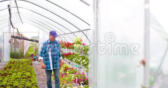 温室里的园艺植物视频的预览图