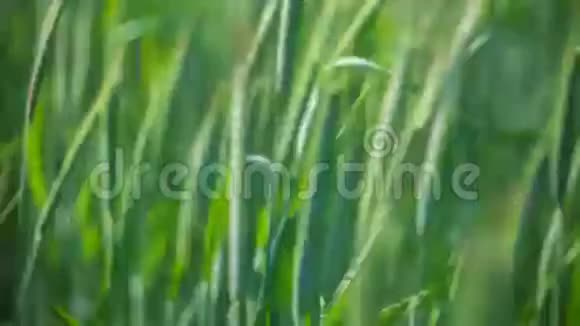 绿草如茵随风而动模糊背景做F特写视频的预览图