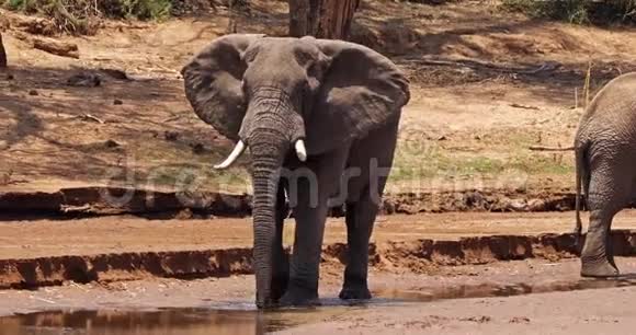 非洲象非洲象肯尼亚桑布鲁公园里的River成人饮酒视频的预览图