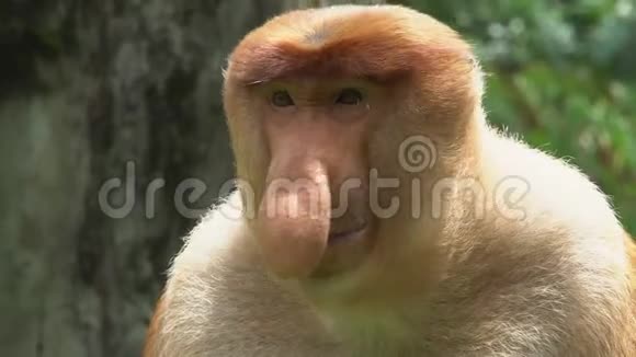 马罗伯诺西斯猴的肖像濒危野生动物视频的预览图