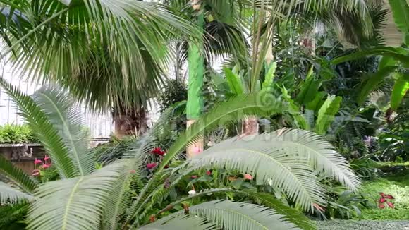 植物园里的热带植物和树木植物温室视频的预览图