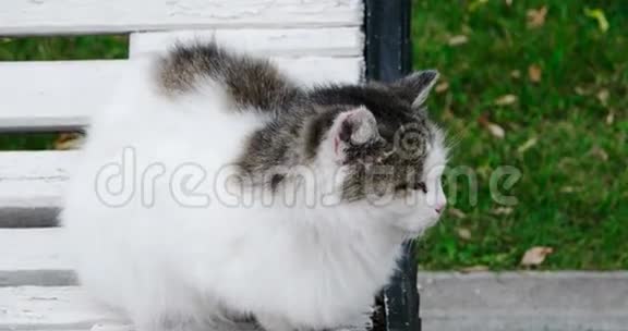 在寒冷的秋天天气里野猫坐在公园的长凳上看着镜头一只毛茸茸的猫在一个视频的预览图