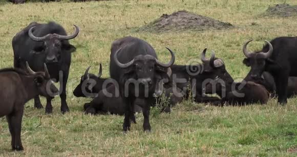 非洲水牛切弗集体休息肯尼亚马赛马拉公园视频的预览图