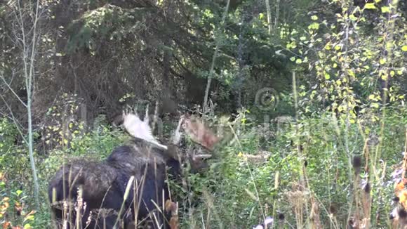 公牛麋鹿喂养大力视频的预览图