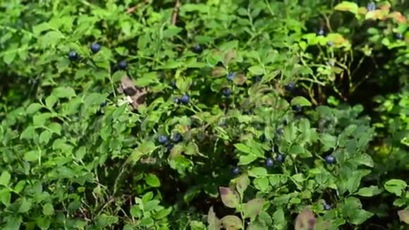 蓝莓灌木在森林中的野生绿色阳光下种植特写细节视频的预览图