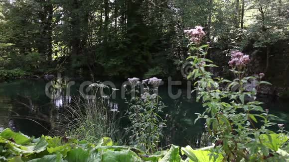 普莱维国家公园的一些花卉全景视频的预览图
