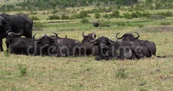 非洲水牛切弗集体休息肯尼亚马赛马拉公园视频的预览图