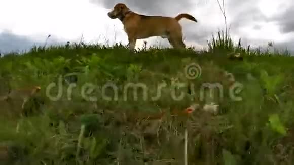 带山地背景行走时的大猎犬视频的预览图
