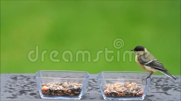 从玻璃碗里喂鸟种子的大奶头视频的预览图