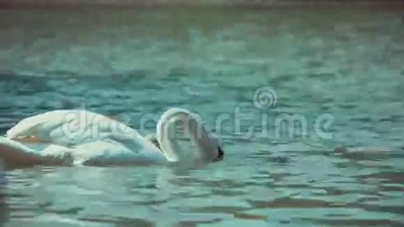 白天鹅游来游去给孩子们喂食倒影着湖水视频的预览图