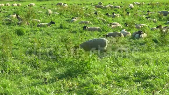 在德国一片农田上放牧的羊群视频的预览图