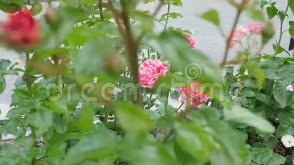 红色的老虎玫瑰带着未吹过的玫瑰围绕着她镜头移动给你机会看到一朵玫瑰视频的预览图
