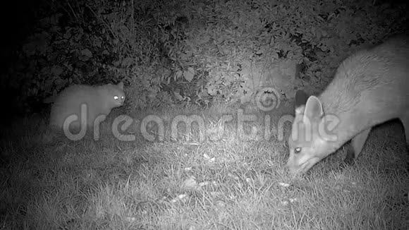 狐狸在郊区花园晚上和猫视频的预览图