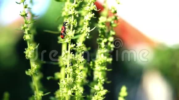 红虫和有声音的菠菜花视频的预览图