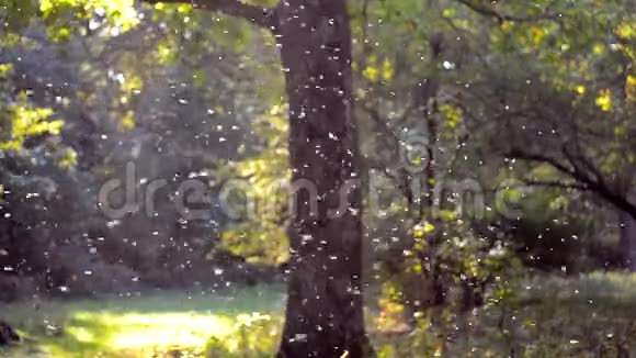 白色的小昆虫在森林中成一团视频的预览图