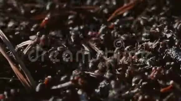 红森林蚁群在一个炭疽视频的预览图