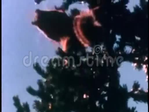 松鼠爬杉树视频的预览图