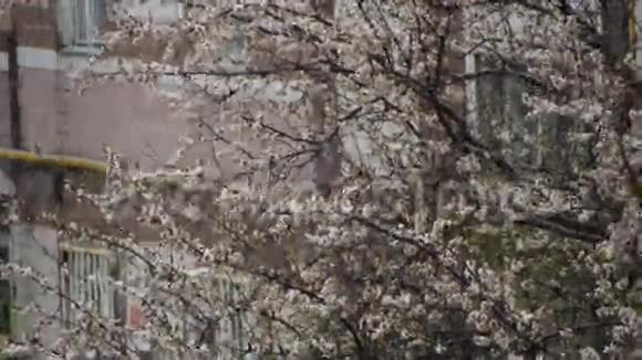 异常天气四月的杏花树上下着雪视频的预览图