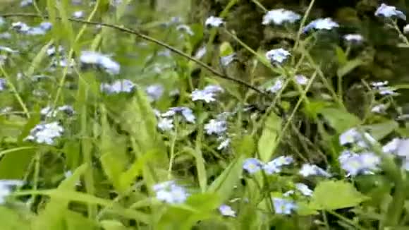 忘记我不是城市公园里绿叶的花绽放的野生鲜草野葵视频的预览图