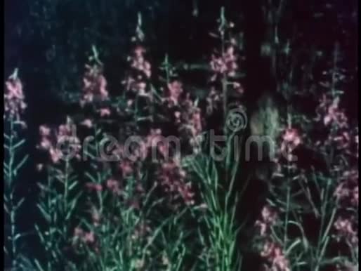 浮萍花的静物视频的预览图