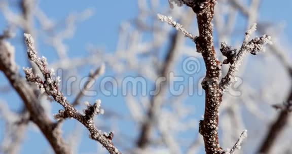 海霜覆盖的树木不伦奇视频的预览图