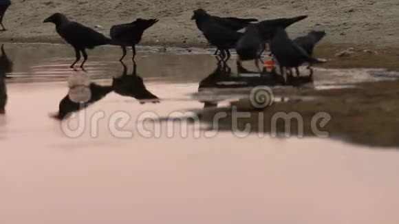 在河岸上的乌鸦视频的预览图