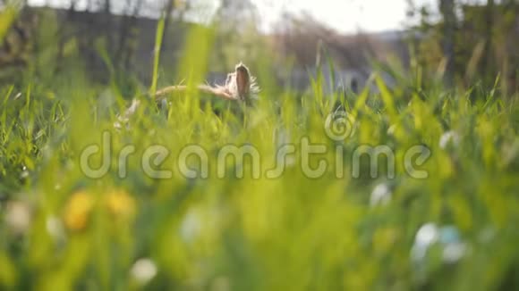 棕色的兔子在绿色的草地上视频的预览图