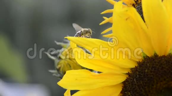 夏时在花园里闭上蜜蜂蜜蜂蜜蜂蜜蜂蜜蜂蜜蜂授粉黄色向日葵视频的预览图