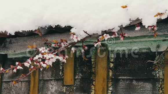 屋顶上的一顶大雪帽屋角上的一棵开花的苹果树的枝视频的预览图